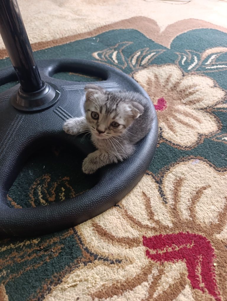 Котята шотландский скотишь страйт