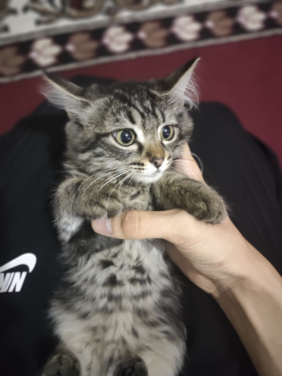 Отдам Котят В хорошие руки