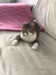 Отдам кота