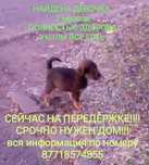 Ищем дом. Срочно! Грозит усыпление!
