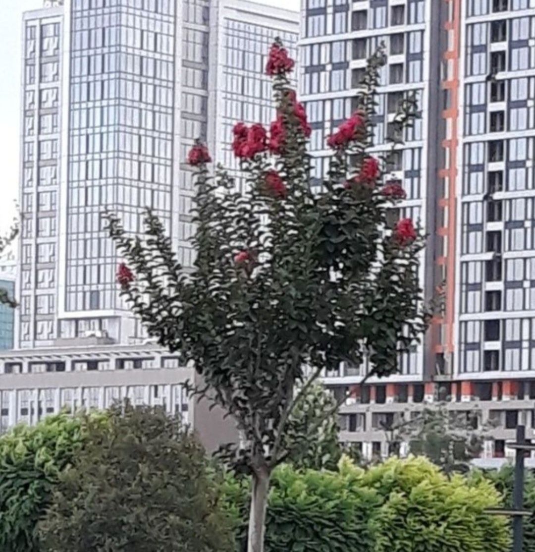 Ищу попутчика в солнечный Тошкент.