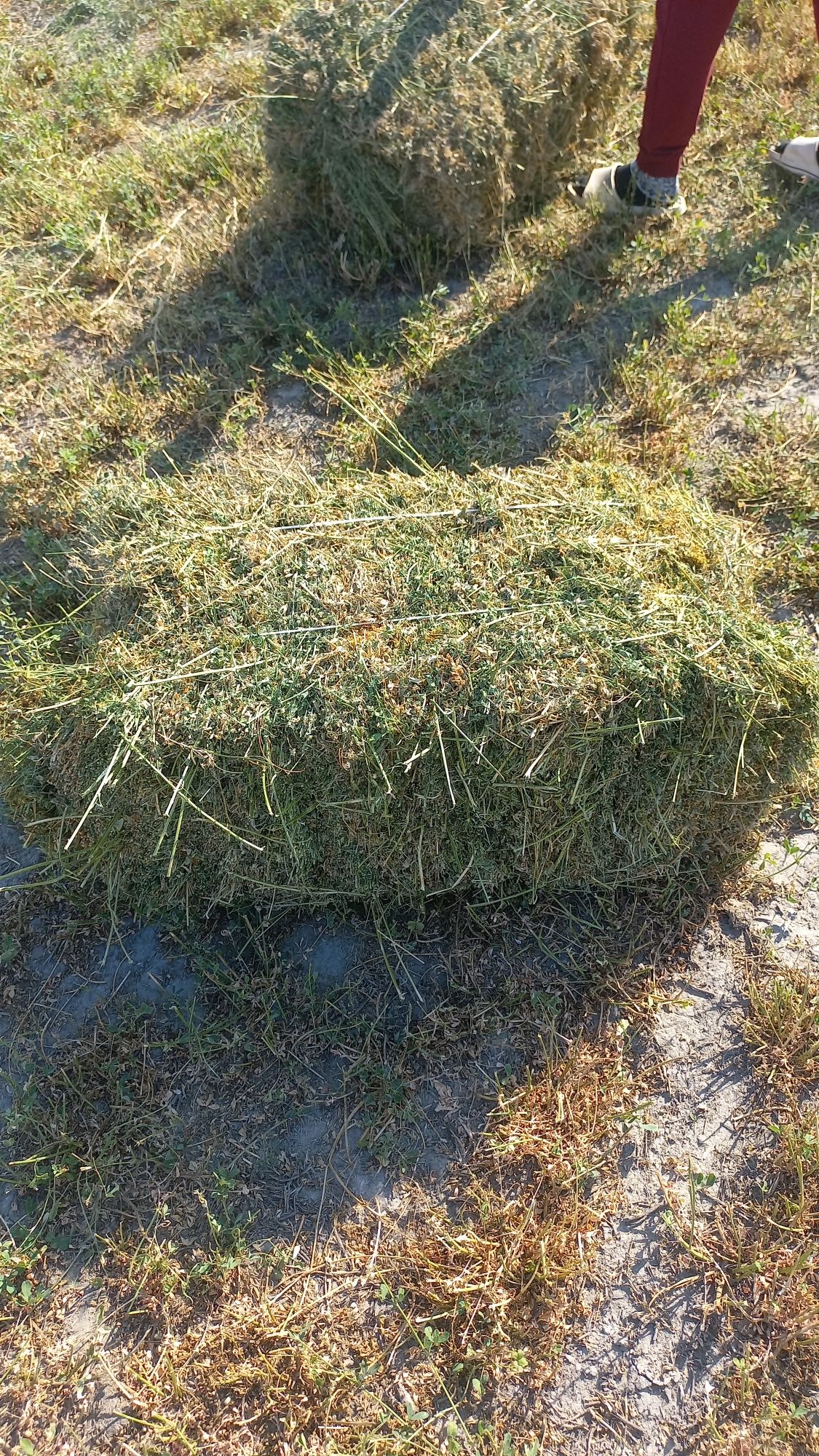 Сабан қамыс прес жоңышқа