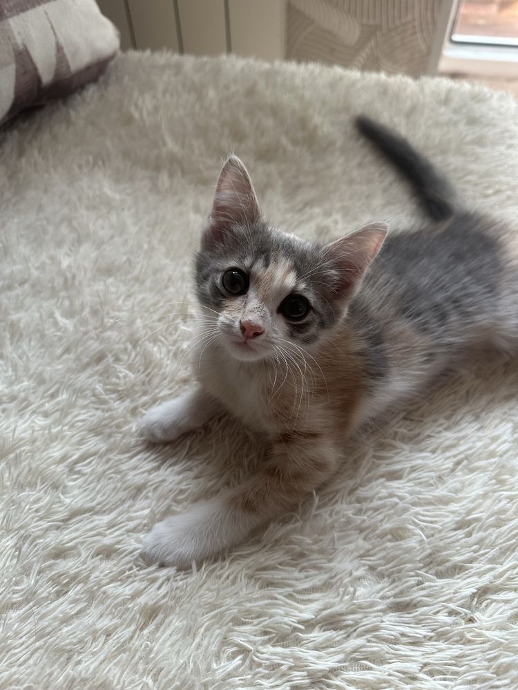 Котята ищут дом