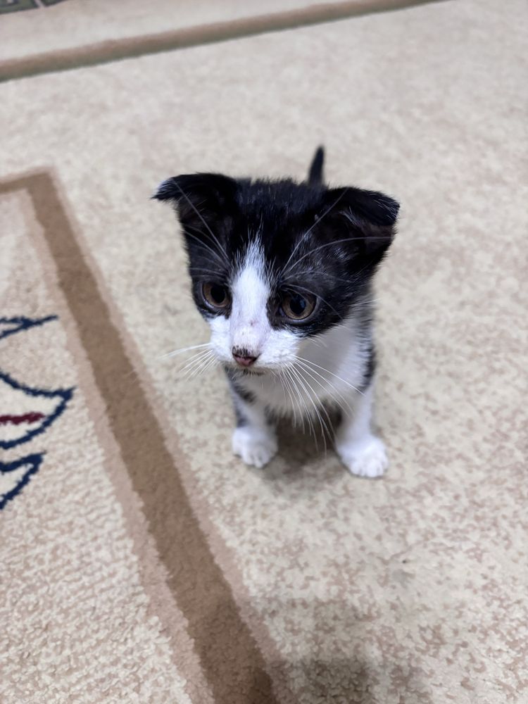 Отдам милого котика!
