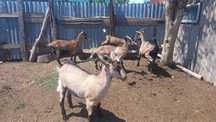 Продам козочек альпийской породы