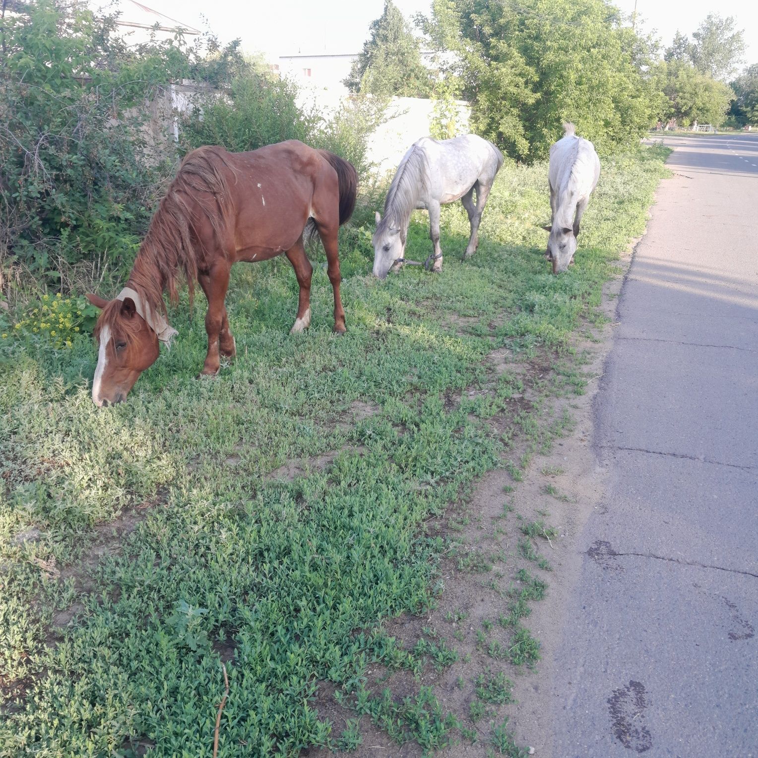 Продам 3 кабылы 1 жеребец