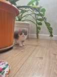 3 милых котёнка ищут дом)