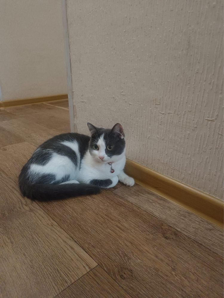 Отдам котенка в добрые руки