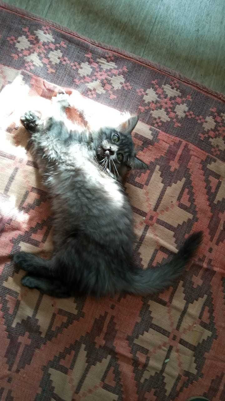 Отдам котят от крысыловки в добрые руки