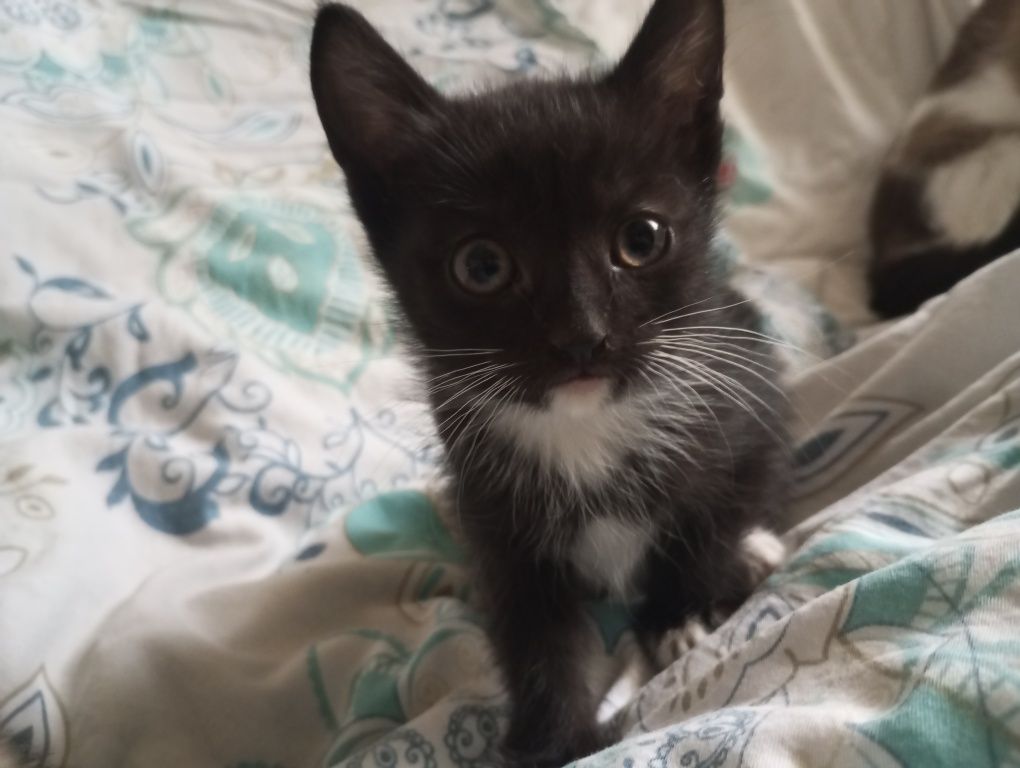 Котята в добрые руки 1,5 месяца