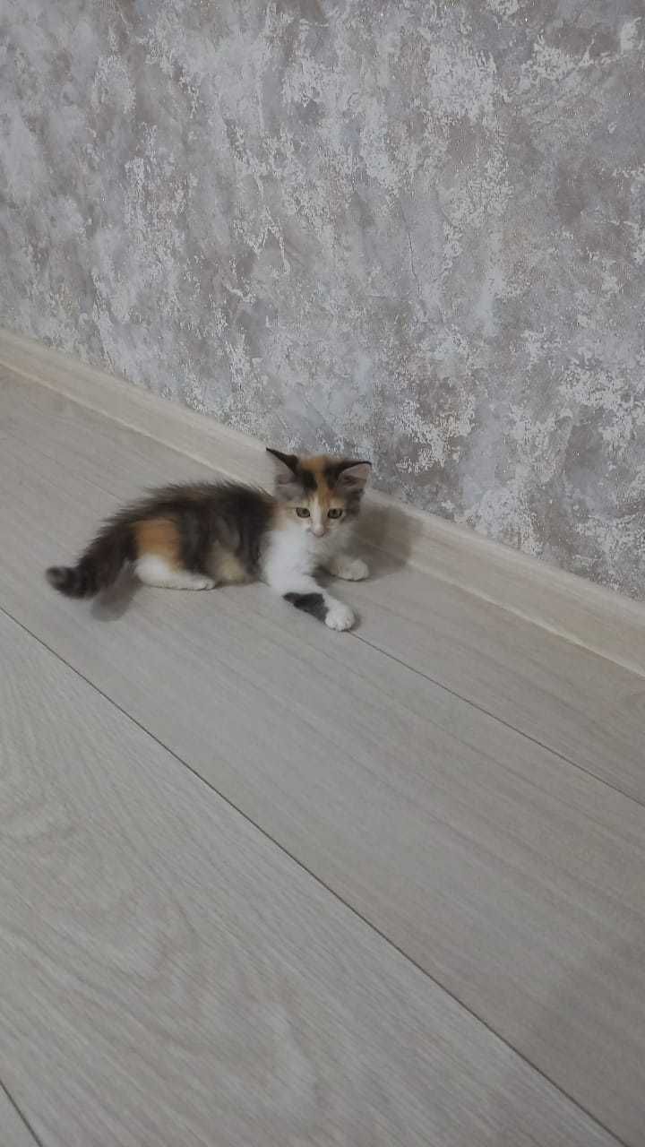 Котенок в добрые руки