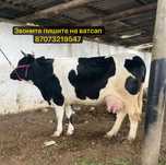 Продам дойную корову удой отлтчный