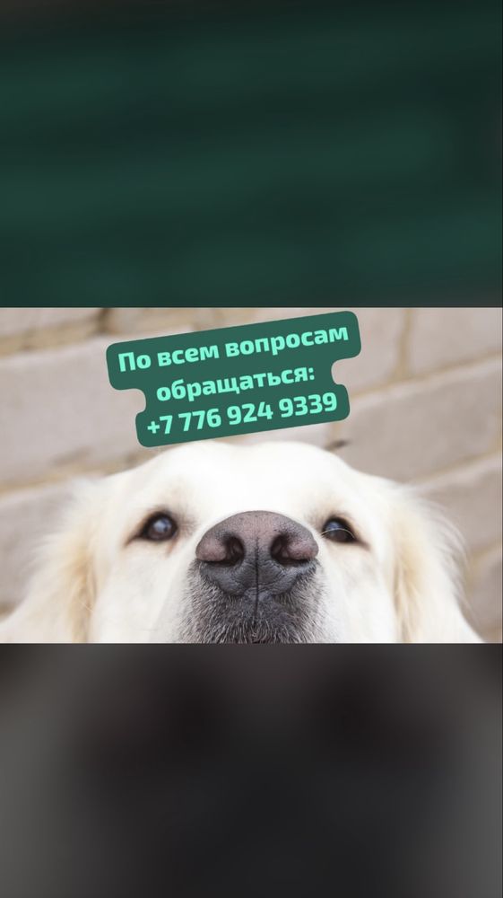 Голден  ретривер