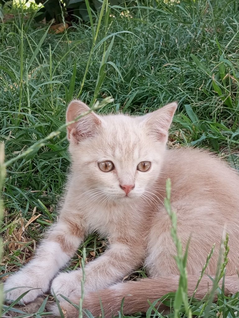 Шикарные котята продам