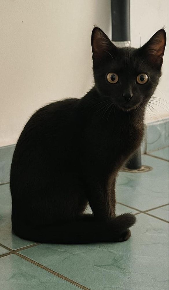 Отдам котят срочно