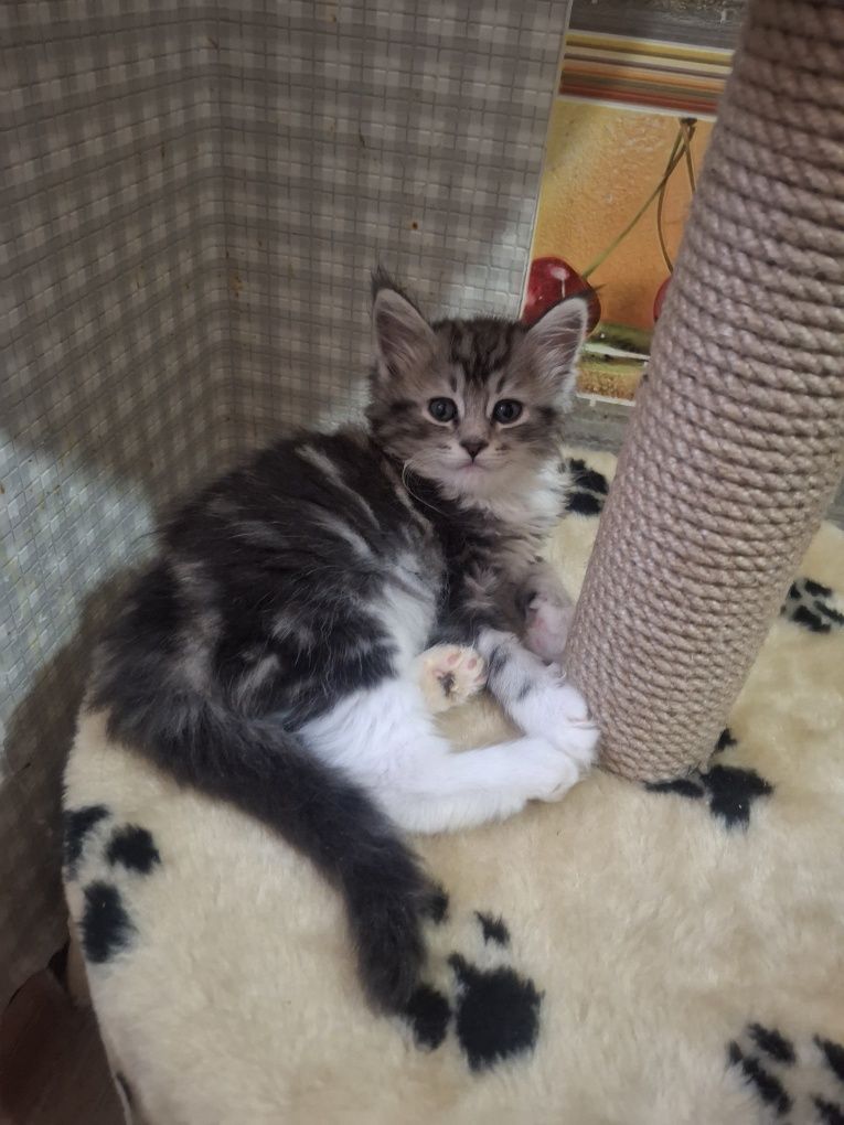 Продам   котёнка