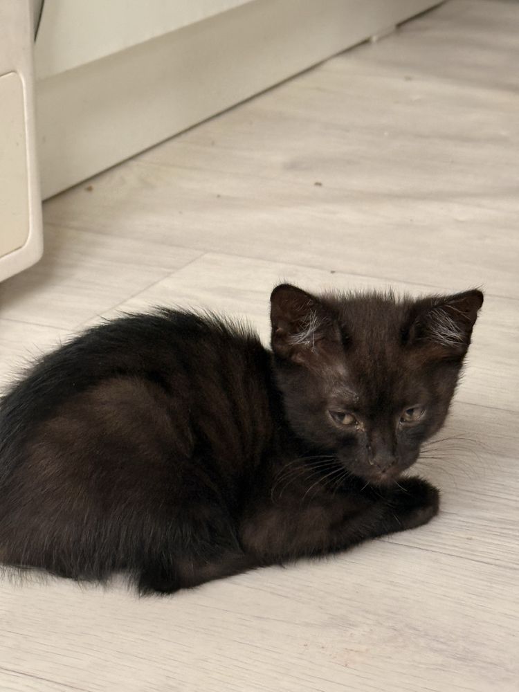 котята отдам в хорошие руки