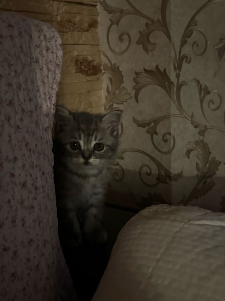 шотландские прямоухие котята