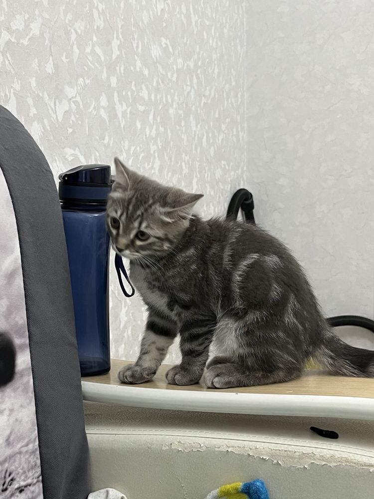 Продается британский короткошерстный кот