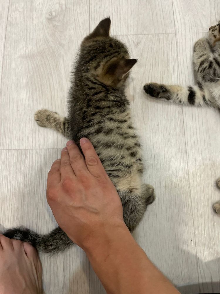 Котята два месяца