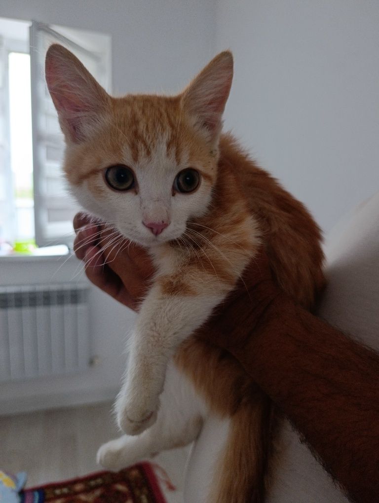 Кот  в добрые руки