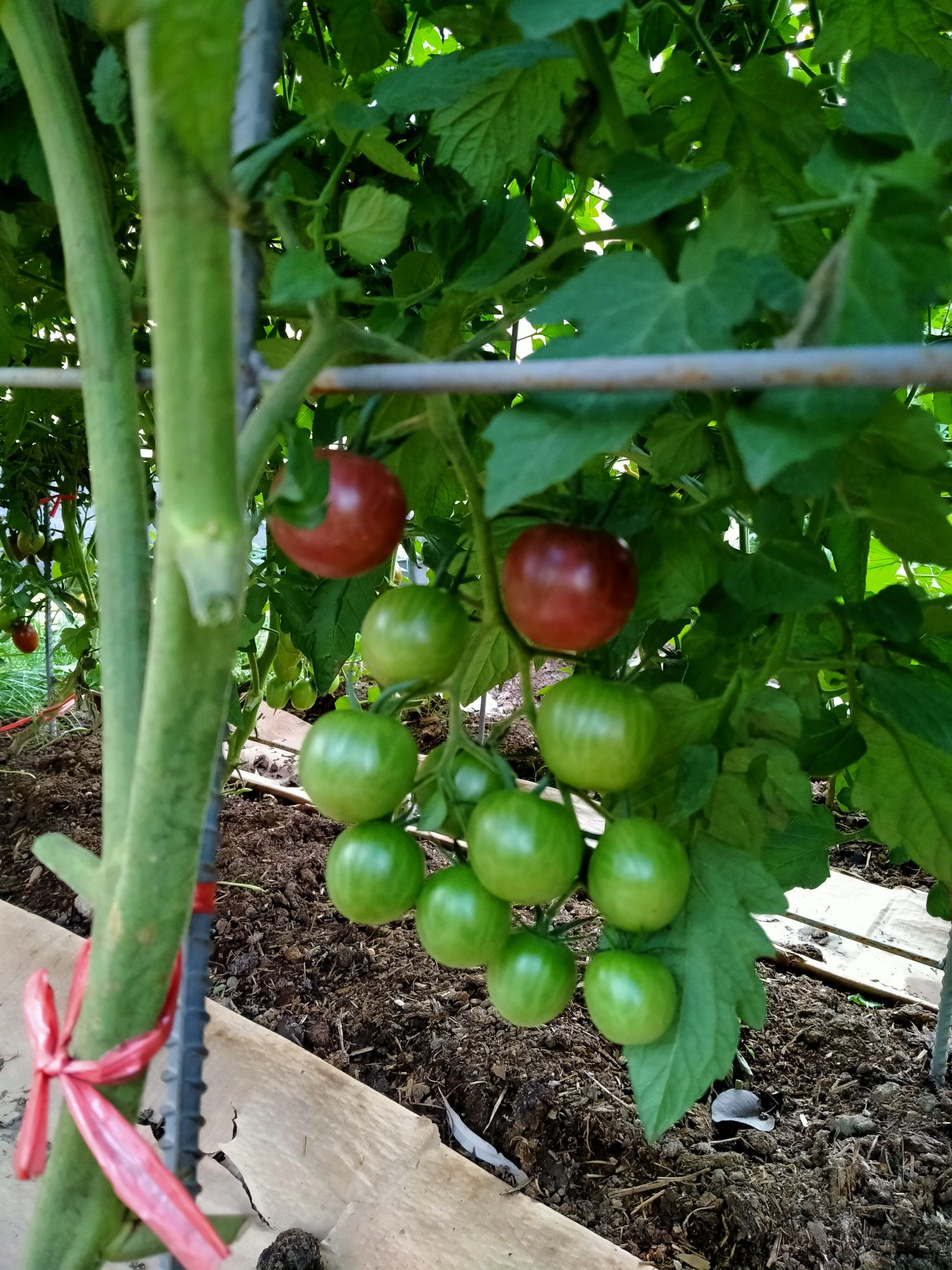 Продам соленые огурцы и помидоры