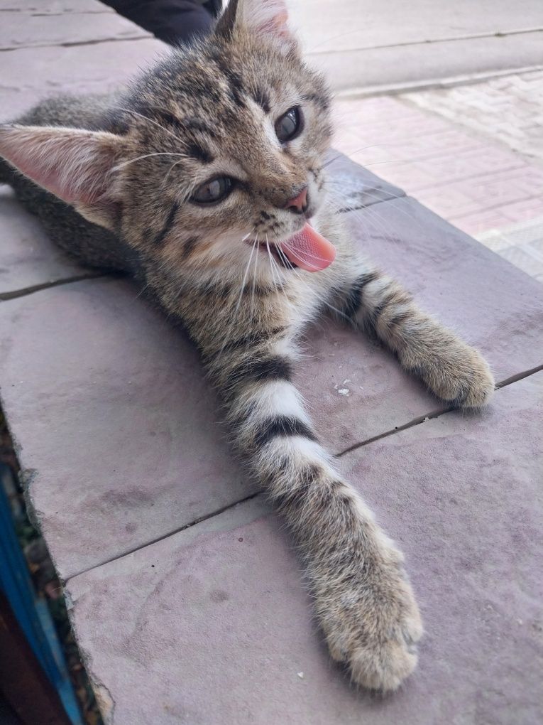Кошечка девочка ,милашка в добрые руки ,друг и игрушка