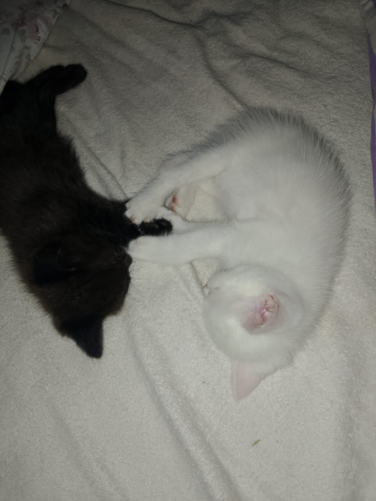 Отдам котёнка девочку