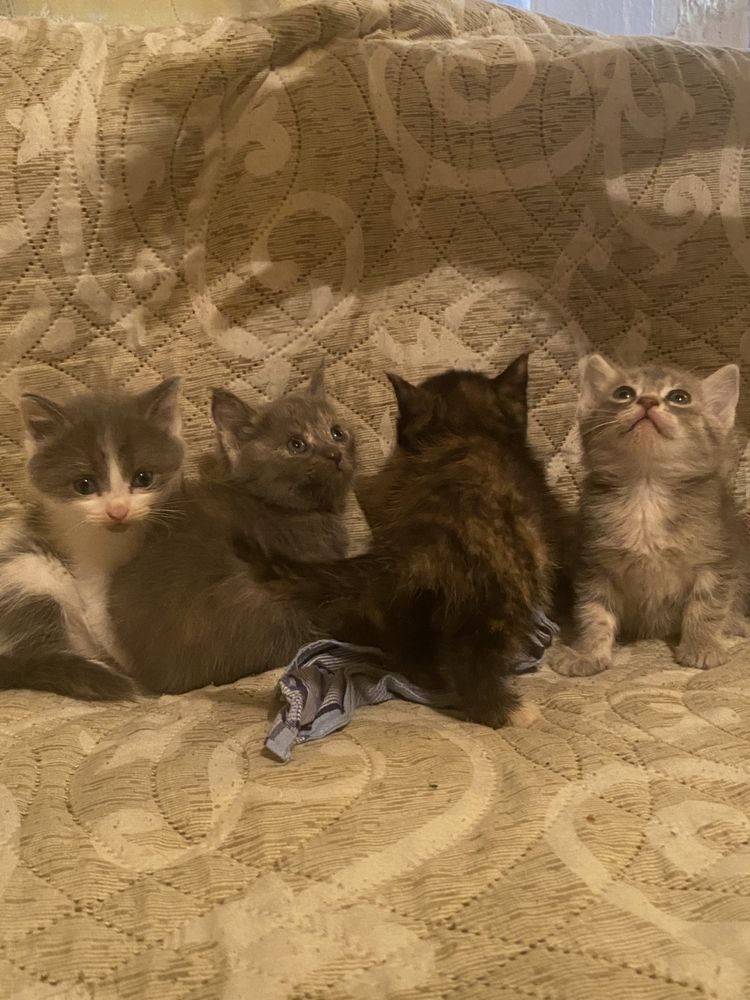 Отдам котят бесплатно