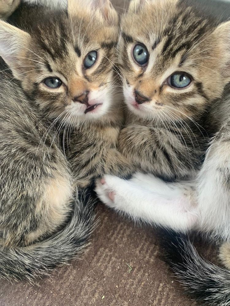 Отдам котят в добрые руки