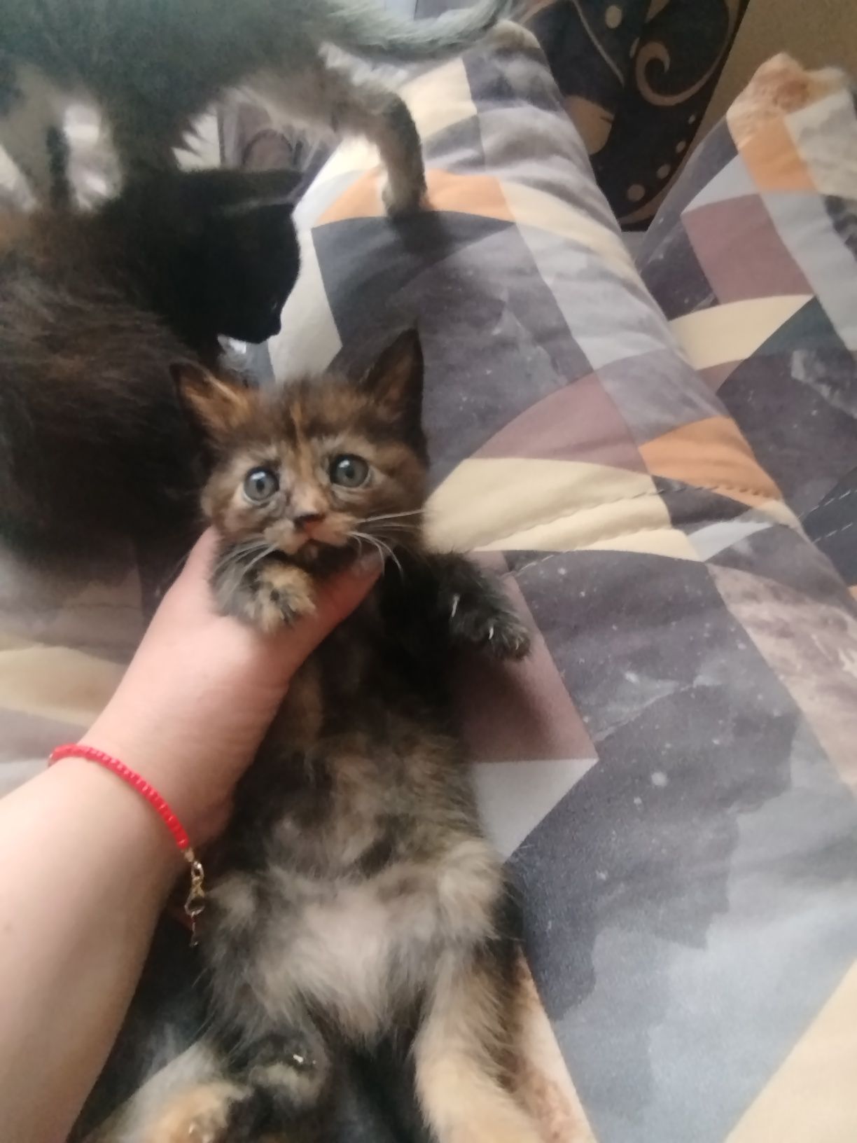 Котята отдам даром