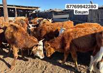 Бычки по 100 здоровые , прививки все стоят