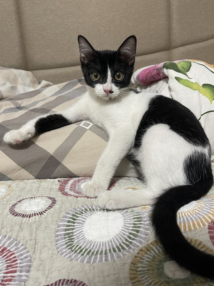 Мальчик котенок ищет семью