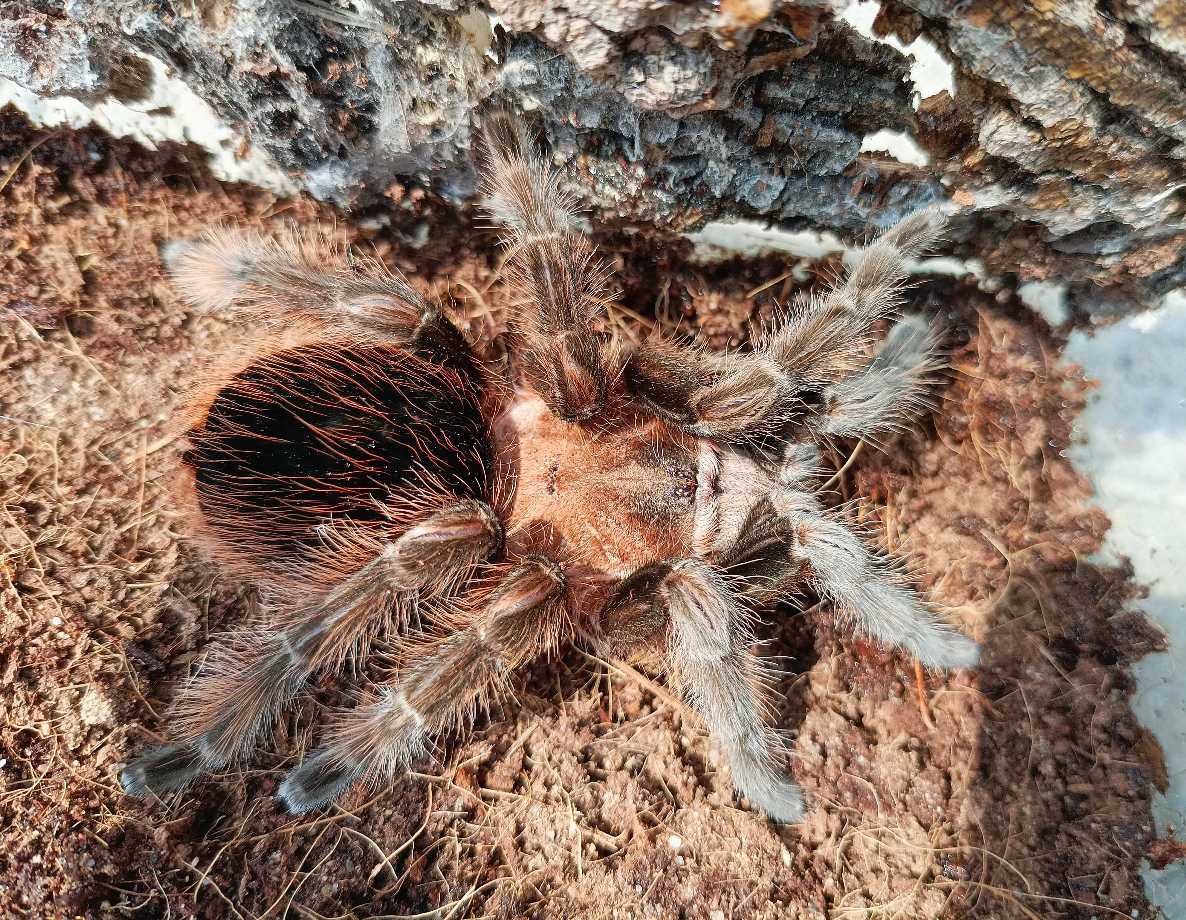 Brachypelma angustum (Sericopelma angustum) \ Паук-птицеед (Самка)