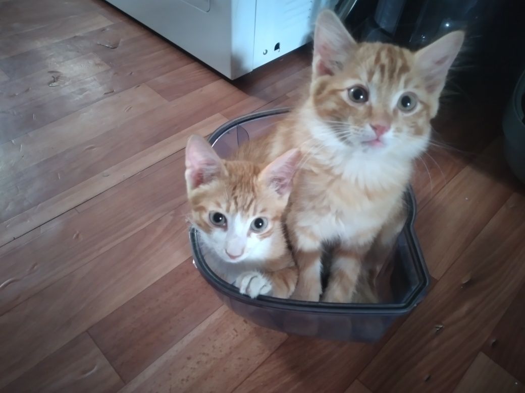 Отдам котят добрые руки