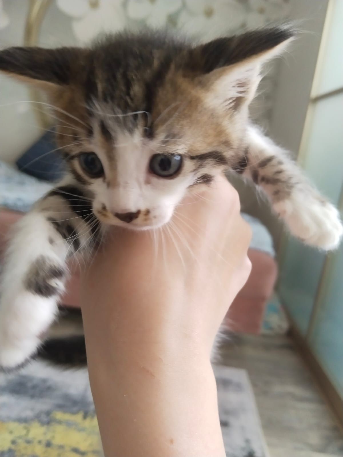 Отдам котят в хорошие и добрые руки.