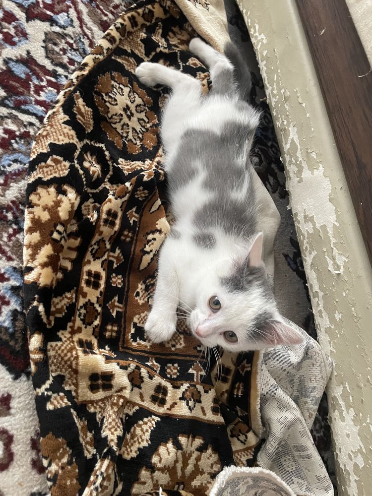 Котенок приучен к лотку, послушная девочка