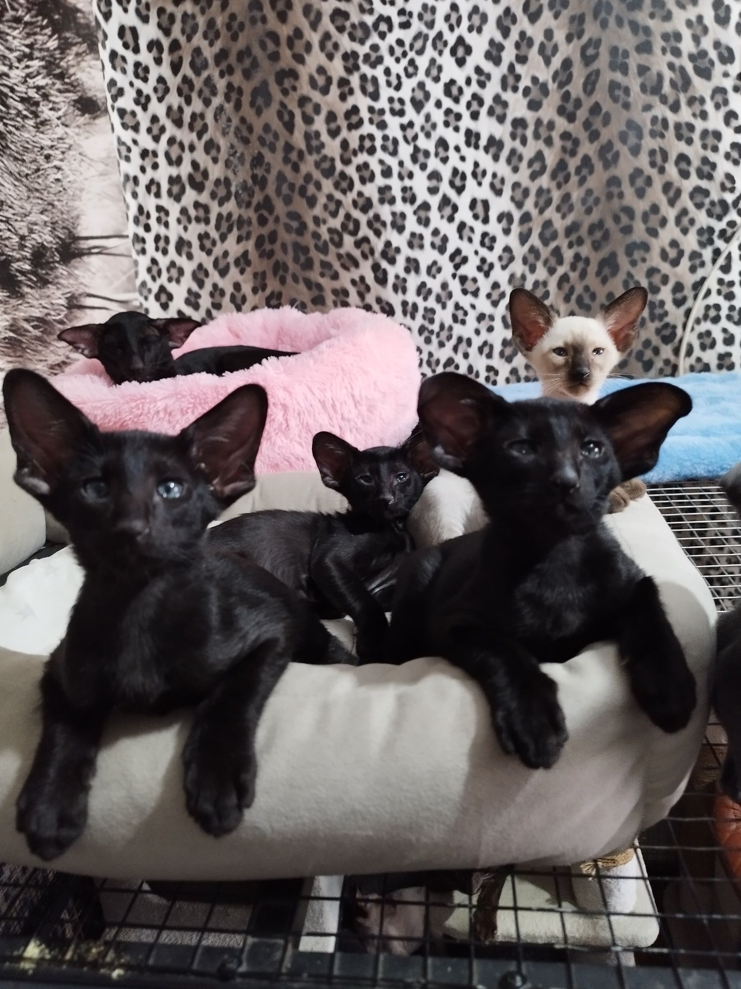 Ориентальные котята экстрим
