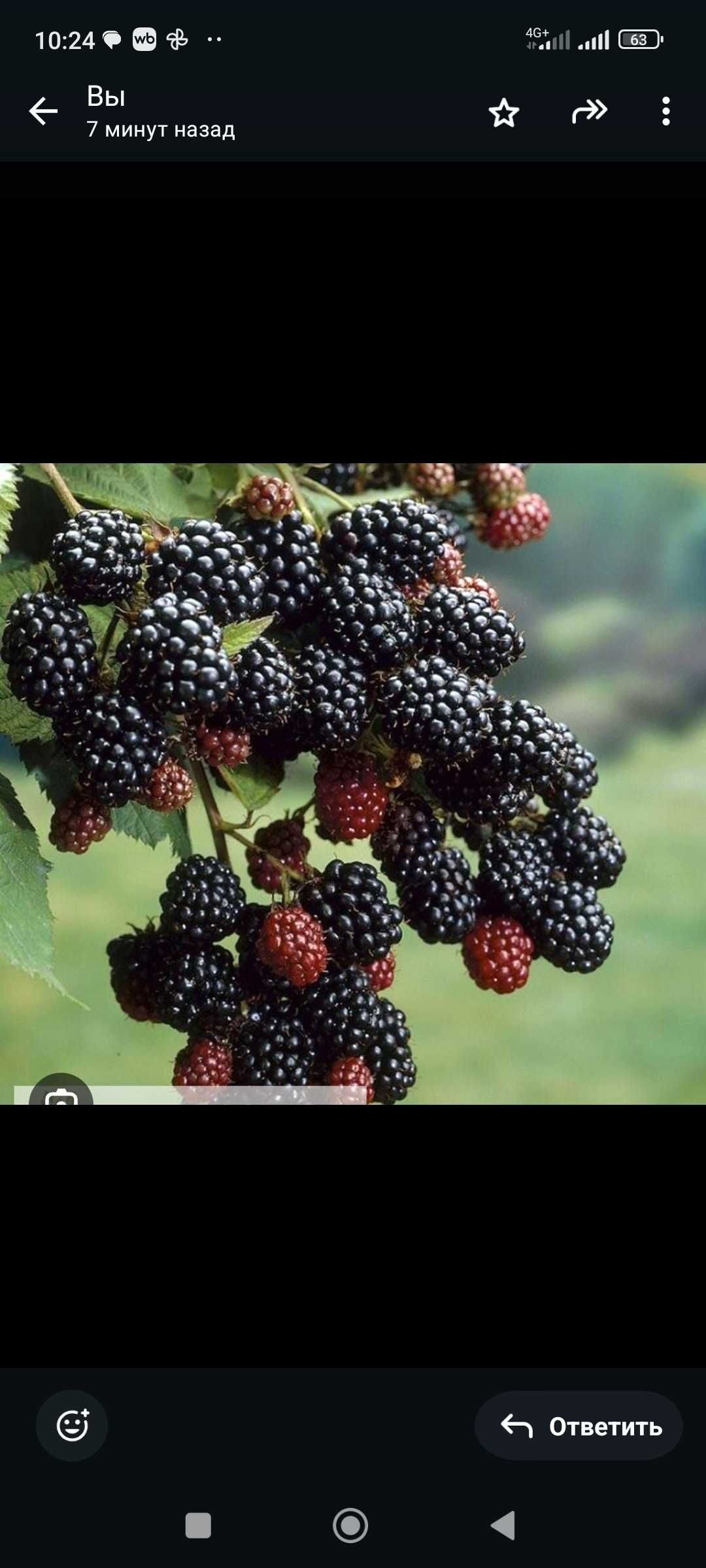 Продам домашнюю ежемалину