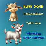 Ешкі жүні(Козья шерсть)Кабылдаймыз