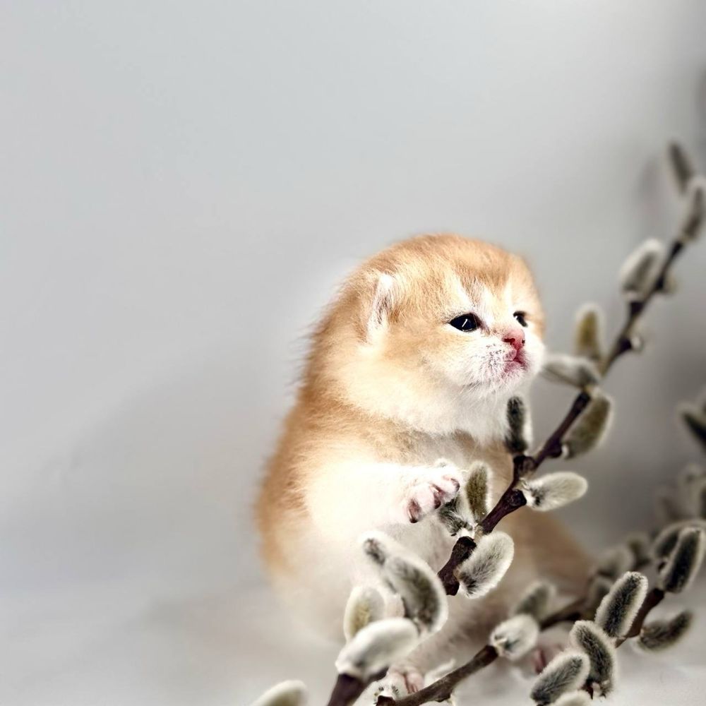 Котятки шиншилки золотинки