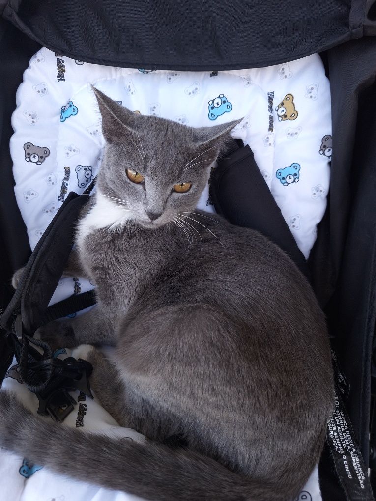 Ұрғашы мысық, кошка