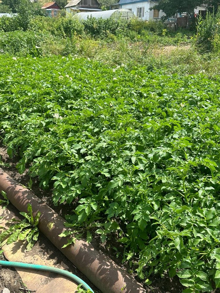 Продам дачу , общество Металист