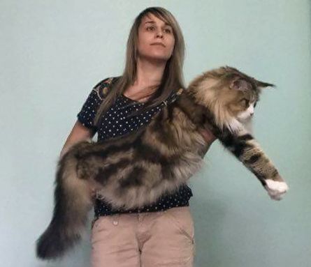 Роскошные котята мейн кун из питомника Mainemarie