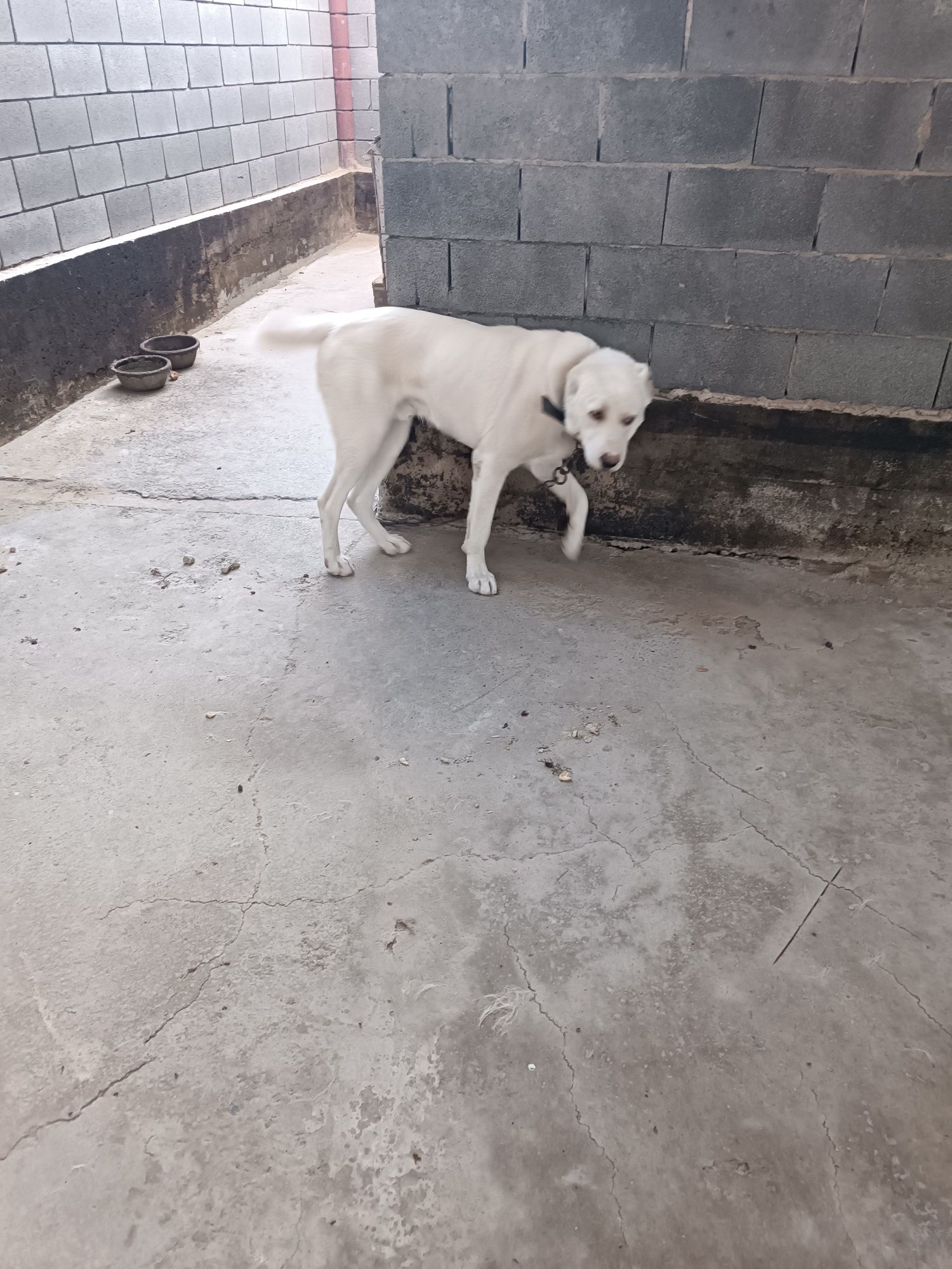Собака, Тобет, 1,5 года