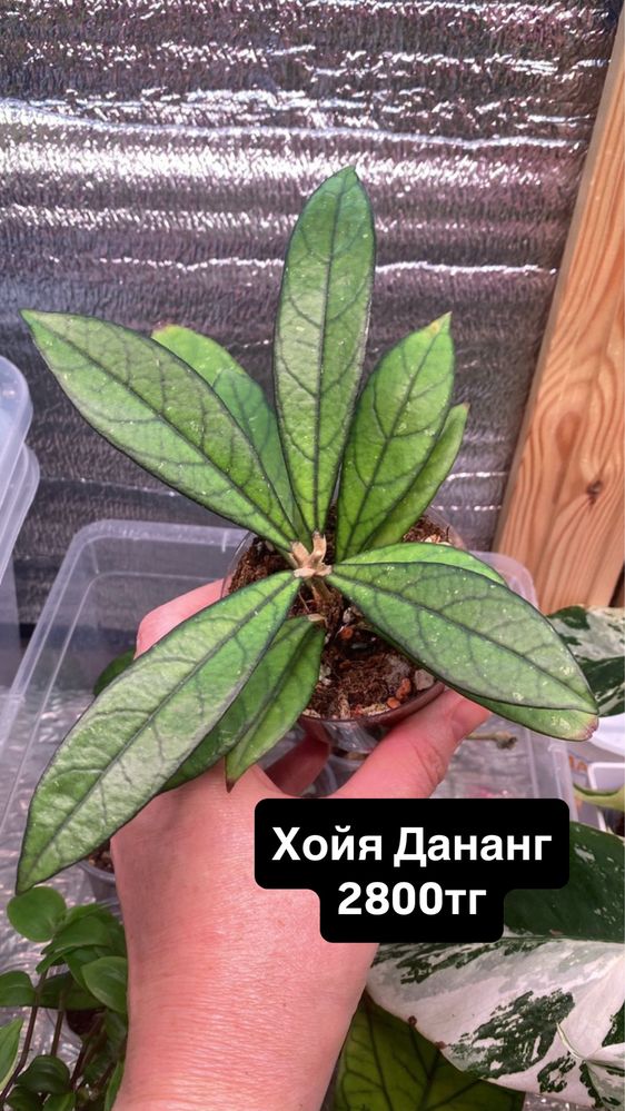 Комнатные цветы пррдам