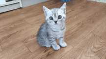 Шотландские котята, Скоттиш страйт
