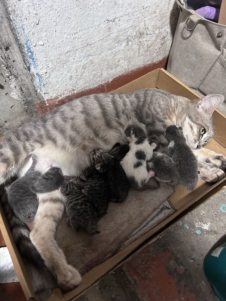 Отдам кошку с котятами