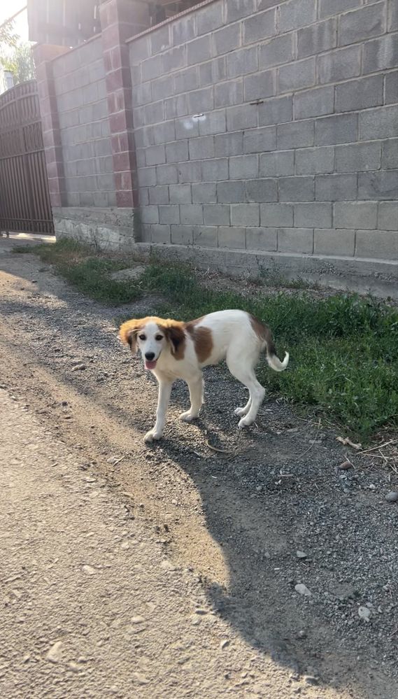 Приютите собачку!