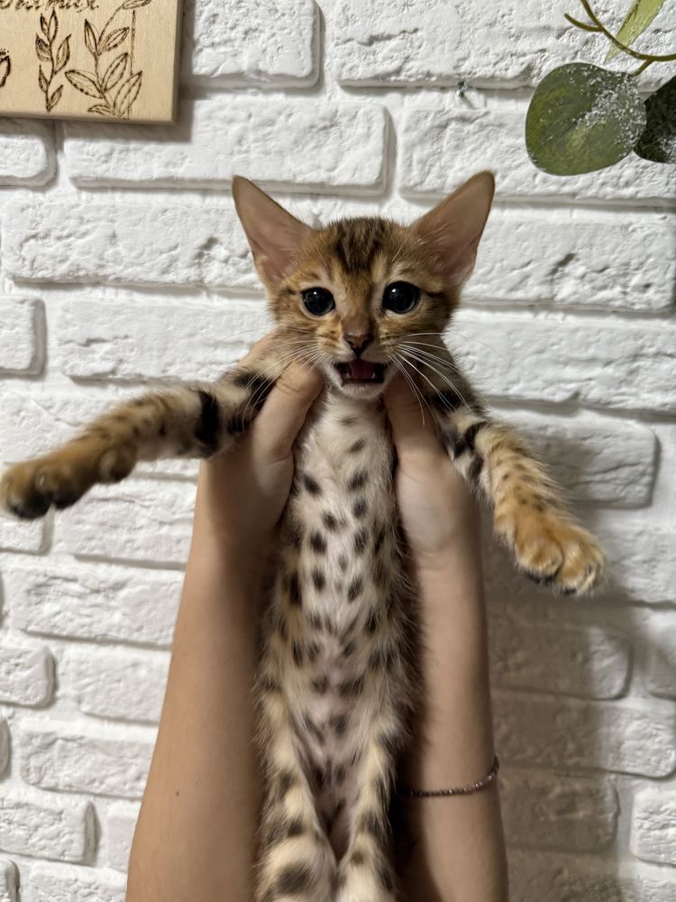 Бенгальский котенок